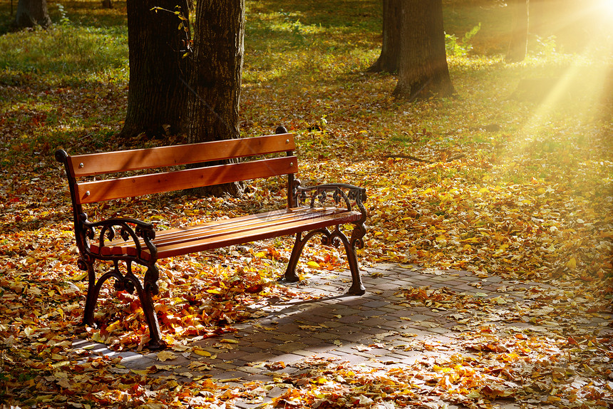 秋天公园美丽的花长凳阳光照耀黄落下的叶子覆盖地面图片
