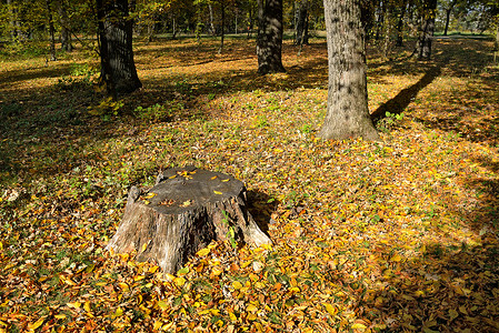 秋天森林里的老树桩落地上的黄叶图片