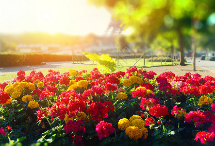 巴黎埃菲尔塔附近的鲜花床图片