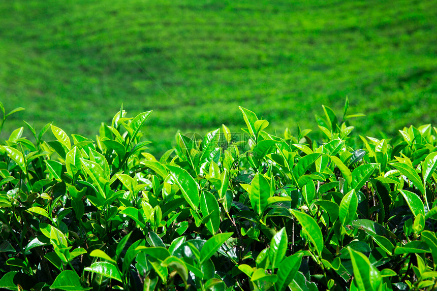 茶叶种植园自然背景图片