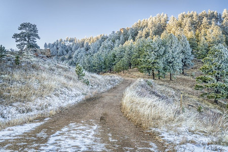 科罗拉多北部马牙山公园的铁塔轨秋末或冬季初风景冰霜覆盖了松树背景图片