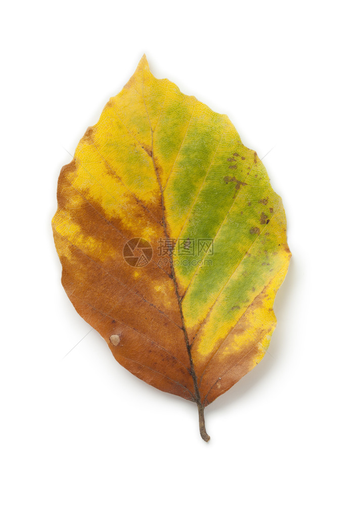 秋天白色背景的单一常见山葵叶图片