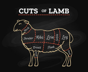 肉店羊肉牛排屠宰黑板计划羊肉切割图或肉屠宰牛排切黑板计划用回手画式矢量插图插画