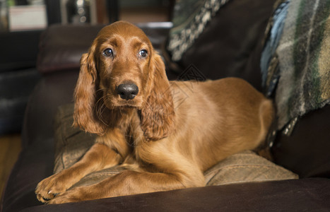 爱尔兰塞特犬优雅的红色高清图片