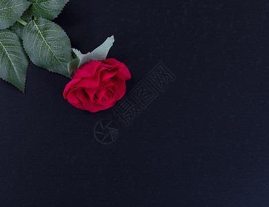 笼罩着黑暗石头背景上一朵红玫瑰的光环背景图片