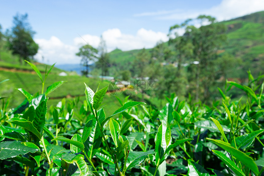 茶叶种植园自然背景图片
