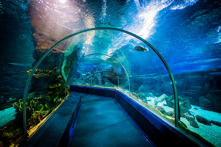 俄罗斯索契最大的水族馆图片