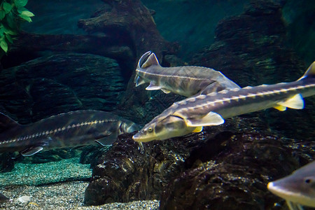 海洋中出水族馆图片