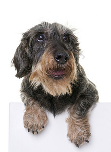 白色背景面前的旧dachshund背景图片