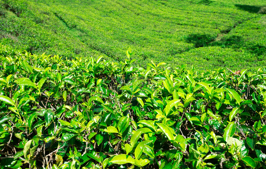 茶叶种植园自然背景图片