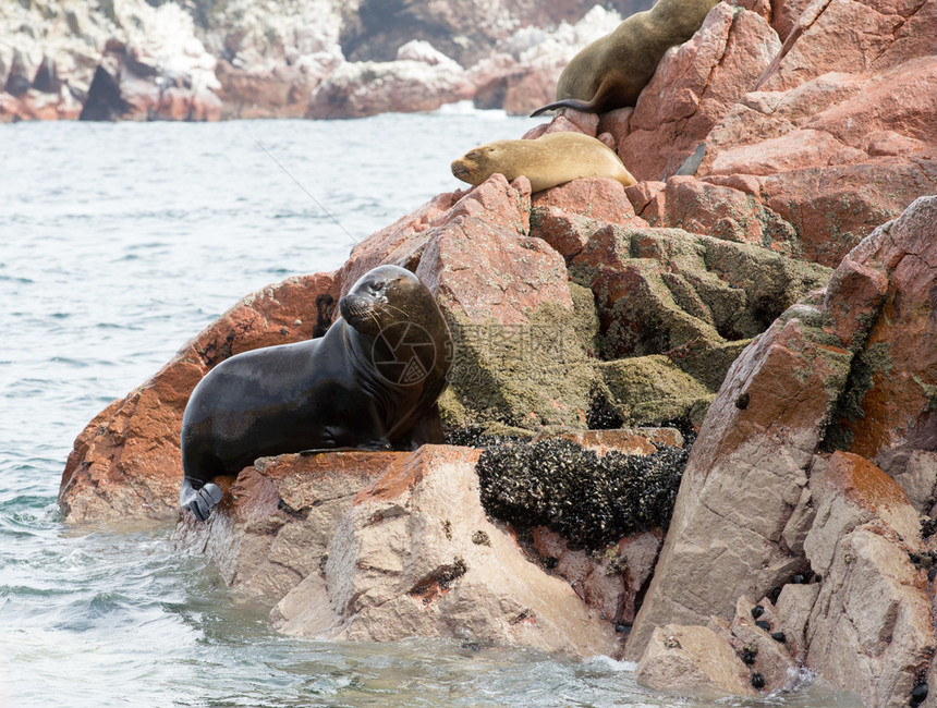 浮壳海豹在岩石上沉积图片