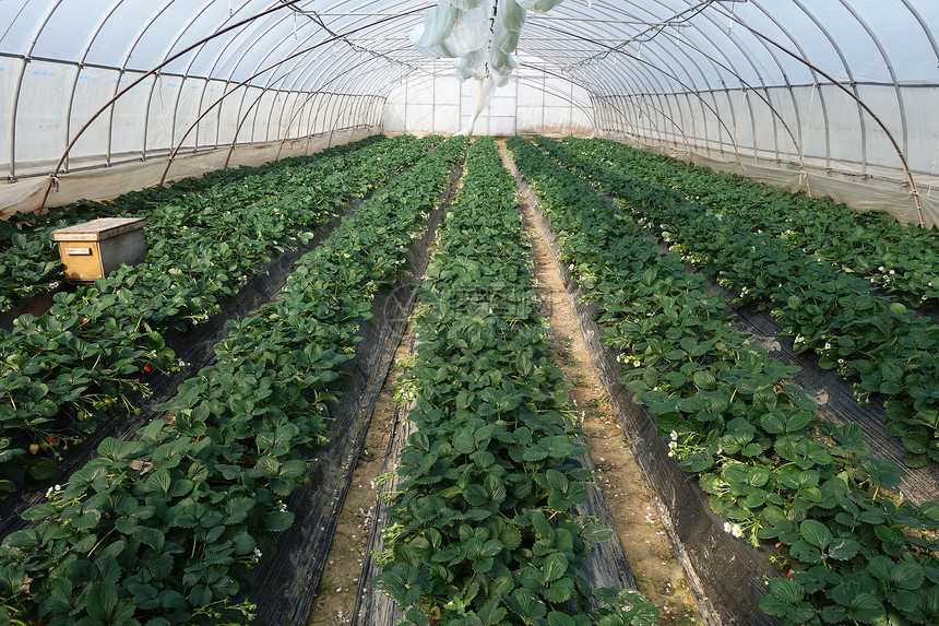 温室农场种植的草莓图片