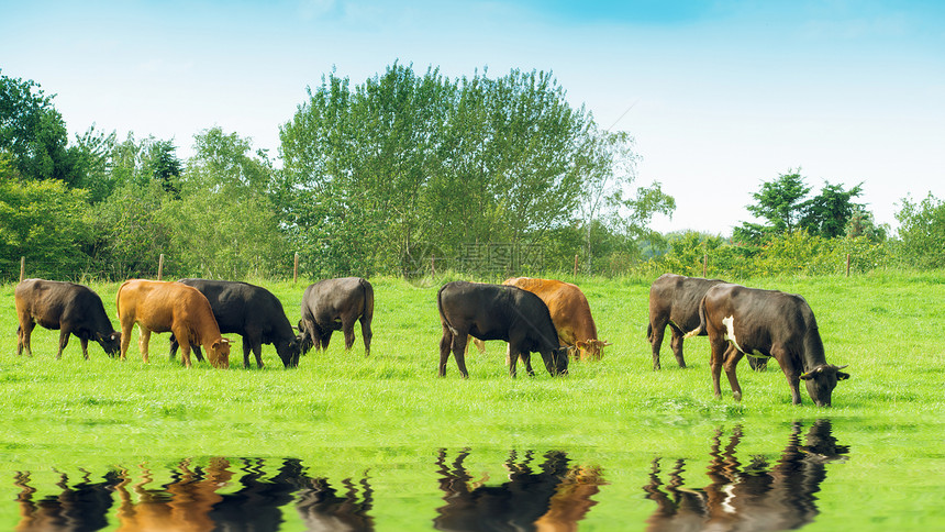 牛群在田野上图片