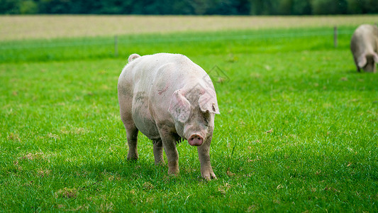 猪在绿色草地上跑猪在有机生物农场上吃草高清图片