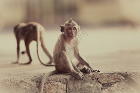 路上的猴子图片