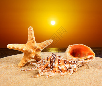 日落时沙滩上的海壳图片