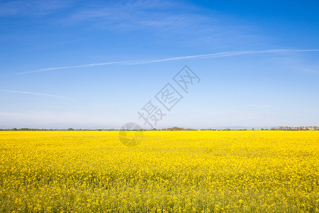蓝棕色天空的田地上黄色种子花朵图片