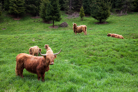 苏格兰斯凯岛棕色高地牛图片