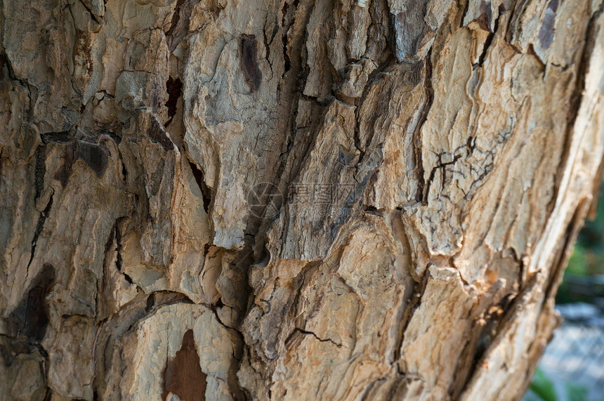 古老的天然木制树皮纹理作为天然本底使用图片
