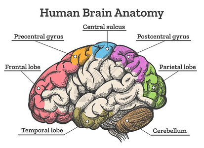 矢状断面人类大脑解剖图插画