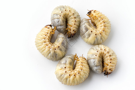 蛆虫虫科努特犀牛甲虫Oryctes犀牛甲虫和白底拉尔瓦Larva的图象背景