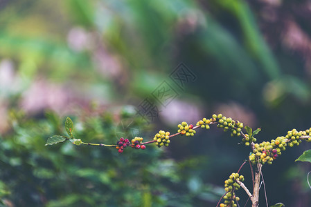 田间咖啡树美洲林羚高清图片