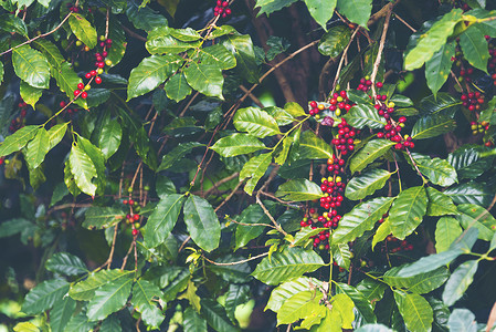 田间咖啡树美洲林羚高清图片