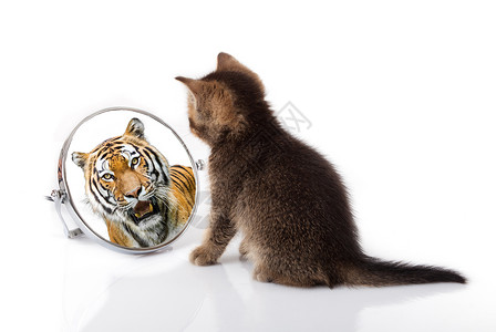 小猫在镜子中看到老虎的反射高清图片
