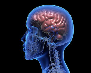 突出前神经元人类大脑的人类大脑3D插图背景