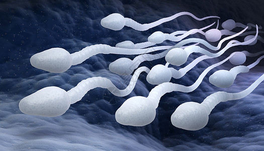 男精子细胞3D插图图片