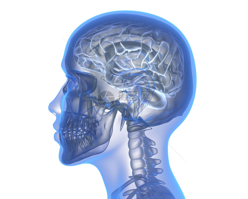 人类大脑白色背景的人类大脑3D插图图片