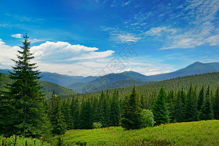 本底高山上美丽的松树喀尔巴阡山脉图片