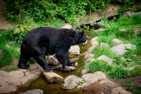 黑熊大背景图片