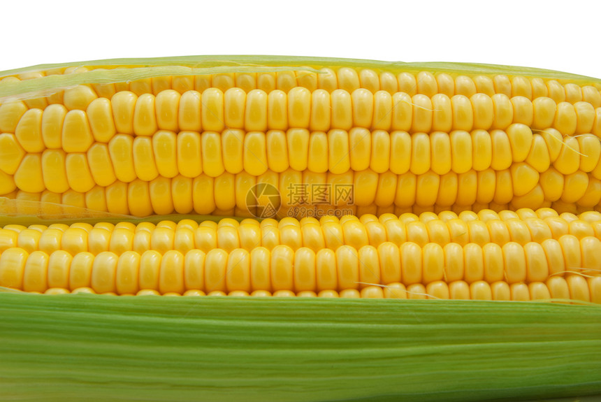 孤立的玉米设计要素图片