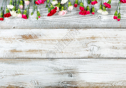 在白色风化木板上形成顶端边界的多彩康乃馨和礼品图片