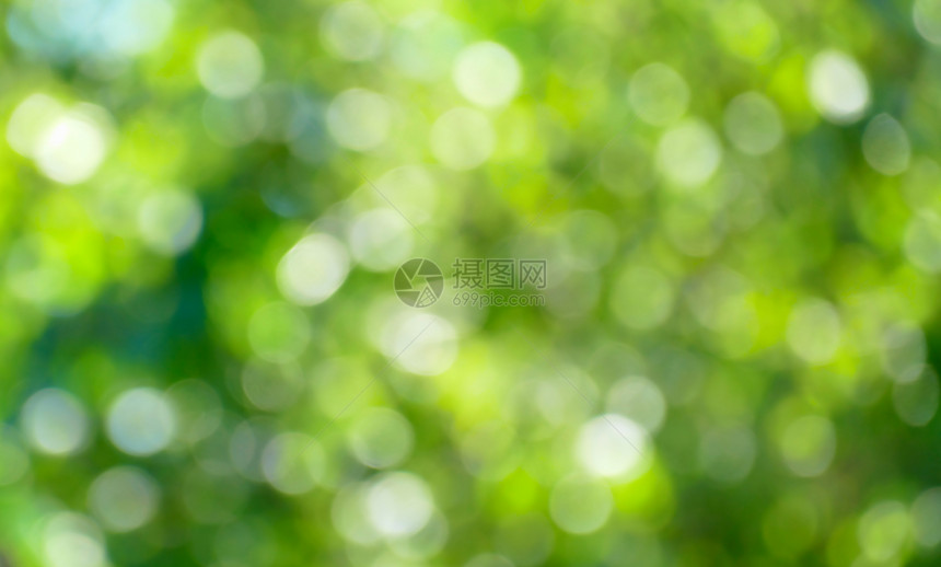 绿色模糊的背景和太阳光图片
