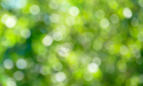 绿色模糊的背景和太阳光图片
