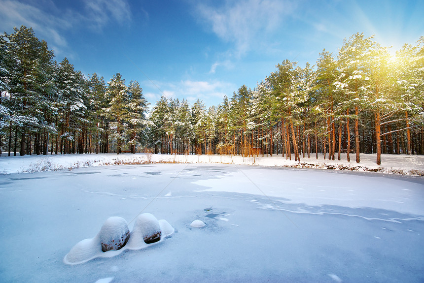 冬季森林自然的构成图片