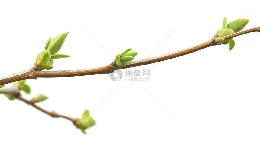孤立的树枝和芽自然设计图片