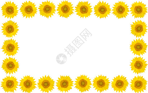 孤立白背景的向日葵花框架从上面查看文本空闲间图片