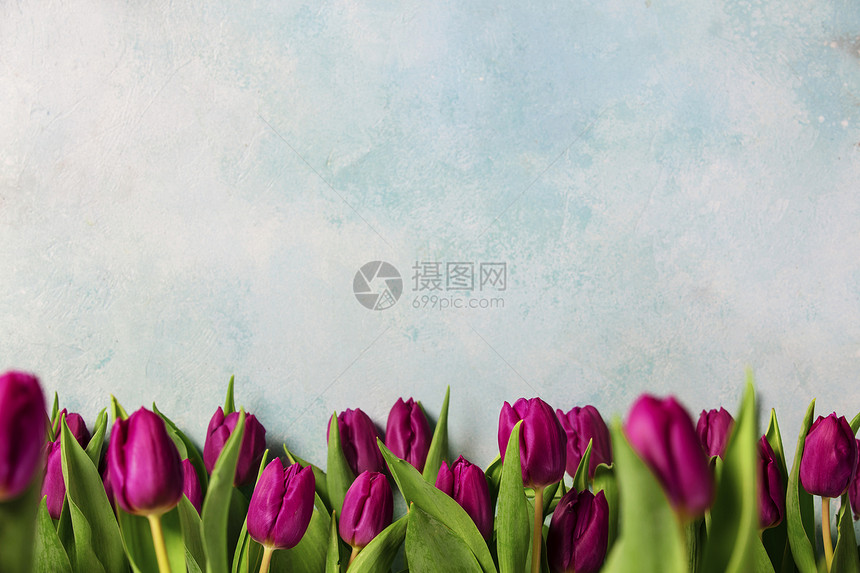 紫色郁金香边界新春鲜花蓝绿色背景带复制空间图片