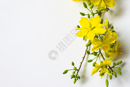 越南传统月球新年白背景上的黄杏花背景图片