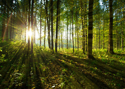 天然林绿色木背景背景图片
