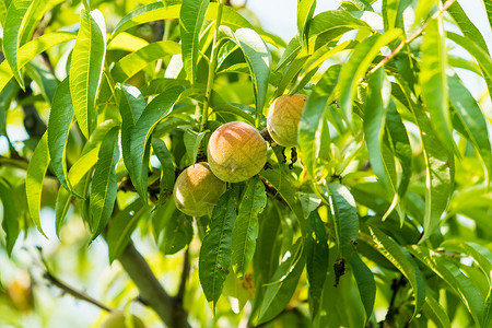 杏仁树果子在桃树枝上生长的甜果子背景