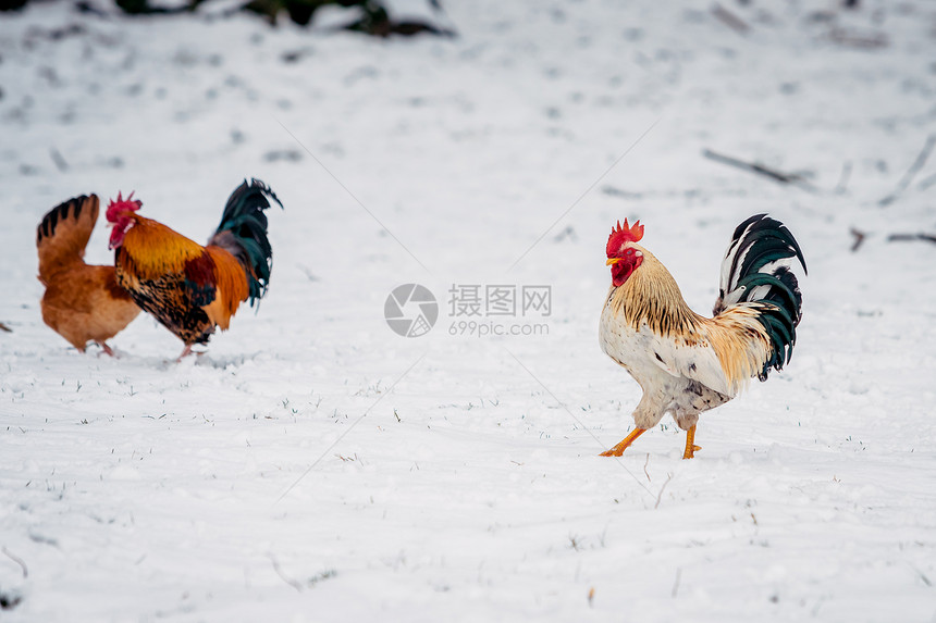 公鸡站在白雪上图片