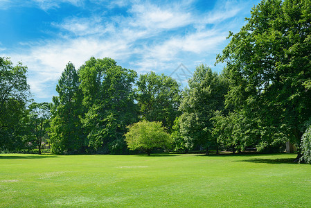 绿色的葛莱德在公园里布满了草地空闲的文字间图片