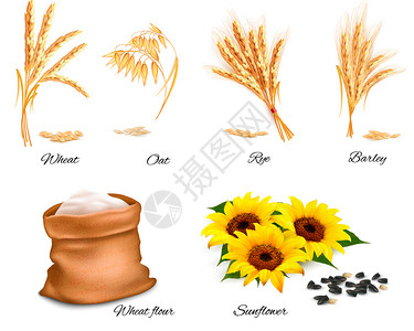 原材料面粉小麦小麦燕黑向日葵和大的耳目矢量说明插画