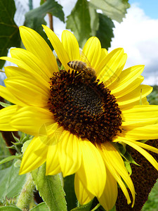 花园的黄向日葵花园的黄向日葵和蜜蜂图片