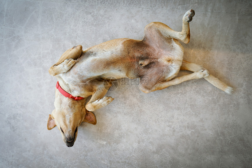 泰国狗倒睡在水泥地板上图片