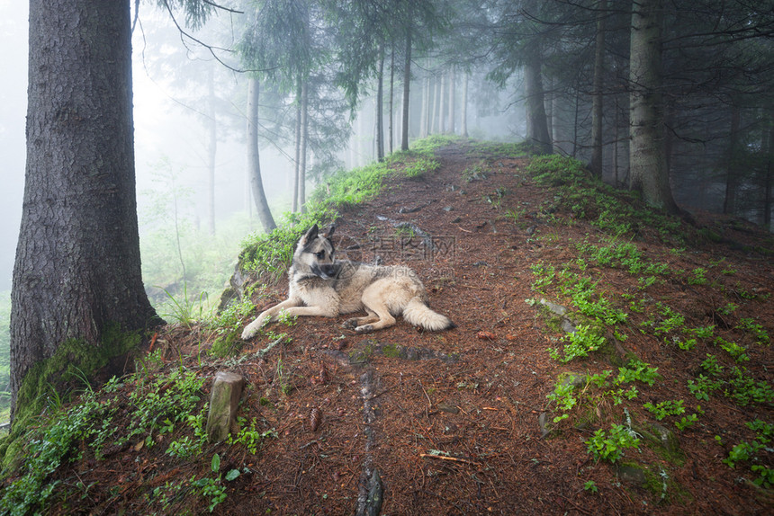狗在神秘的雾森林中狗在夏日森林中户外散步图片